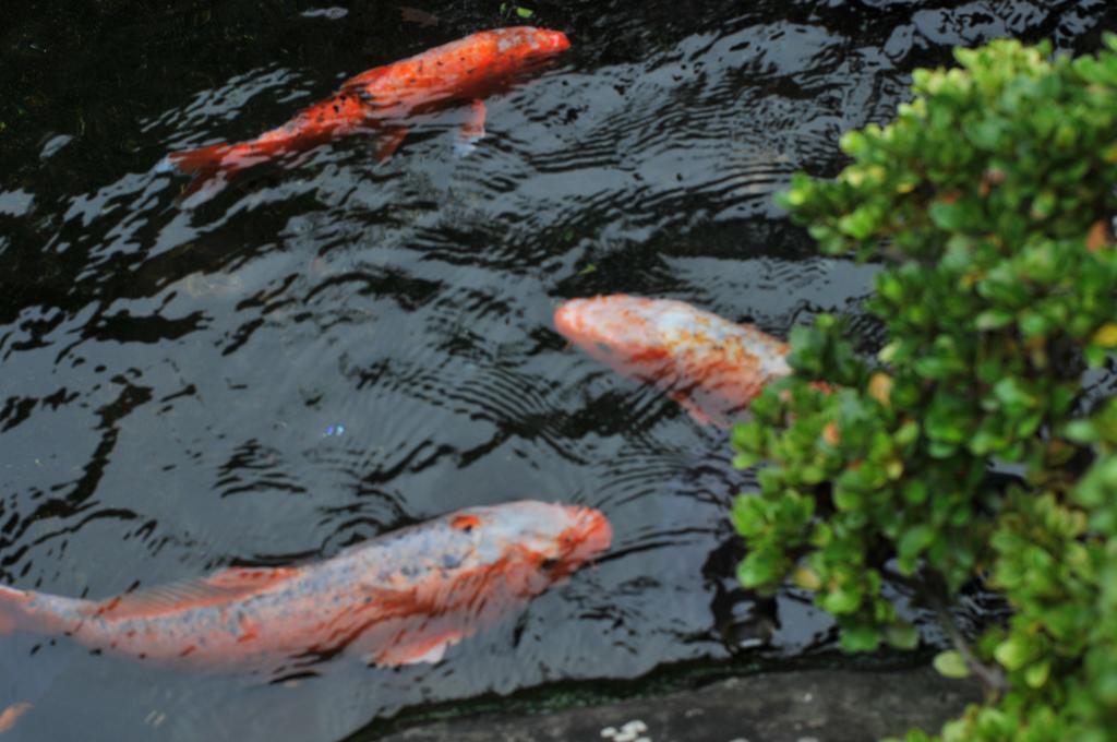 Atamisekitei Annex Sakuragaokasaryo Hotel Atami  Buitenkant foto